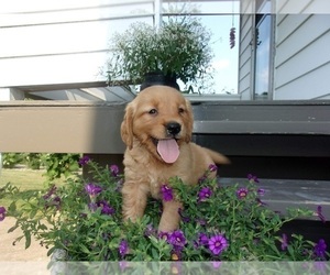 Golden Retriever Puppy for sale in SUGARCREEK, OH, USA