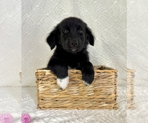Golden Shepherd Puppy for sale in GREENFIELD, IN, USA