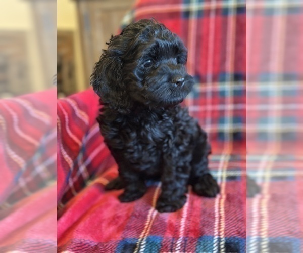 Medium Photo #7 Cock-A-Poo Puppy For Sale in STEPHENVILLE, TX, USA