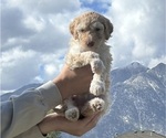 Small Photo #36 Poodle (Standard) Puppy For Sale in GARDNERVILLE, NV, USA