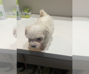 Maltese Puppy for Sale in STONE MOUNTAIN, Georgia USA