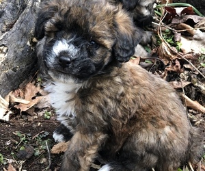 YorkiePoo Puppy for sale in STRUNK, KY, USA