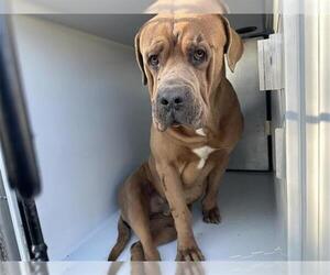 Mastiff-Unknown Mix Dogs for adoption in Houston, TX, USA