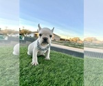 Small #8 French Bulldog