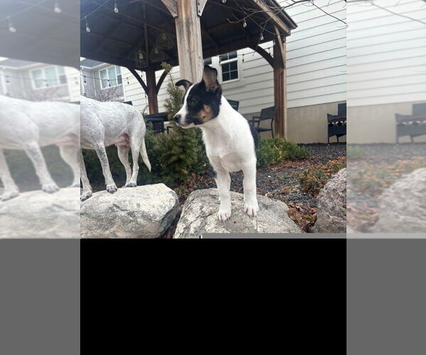 Medium Photo #4 Mutt Puppy For Sale in Salt Lake City, UT, USA