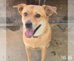 Small #4 Labrador Retriever-Retriever  Mix