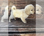 Small Photo #32 Goldendoodle Puppy For Sale in PENSACOLA, FL, USA