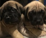 Small Photo #12 Mastiff Puppy For Sale in HESPERIA, CA, USA