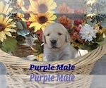 Puppy Purple Paw Male Golden Retriever