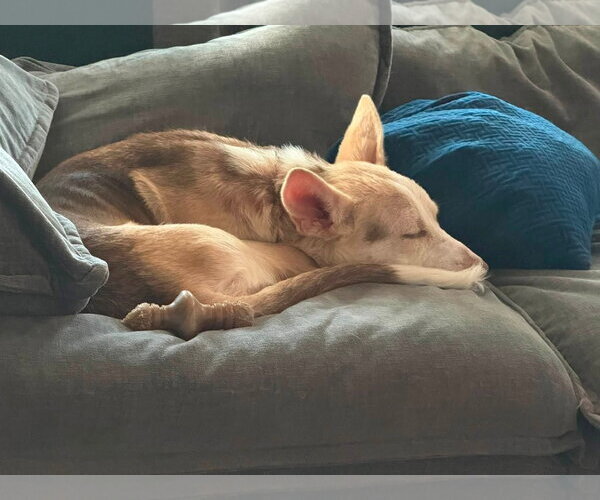 Medium Photo #10 Siberian Husky-Unknown Mix Puppy For Sale in Germantown, OH, USA