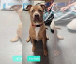 Small #5 American Pit Bull Terrier-Staffordshire Bull Terrier Mix
