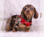 Small Photo #41 Dachshund Puppy For Sale in WARSAW, IN, USA