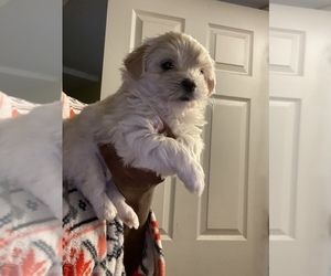 Mal-Shi-Maltese Mix Puppy for sale in ATL, GA, USA