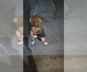 Mutt Dogs for adoption in San Antonio, TX, USA