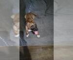 Small Mutt