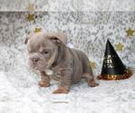 Small #2 English Bulldog