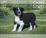 Small #2 Australian Cattle Dog-Border Collie Mix
