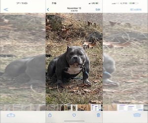 Father of the American Bully puppies born on 11/20/2021