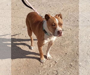 American Bulldog-American Staffordshire Terrier Mix Dogs for adoption in Golden Valley, AZ, USA