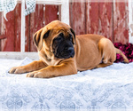 Small Photo #57 Mastiff Puppy For Sale in WAKARUSA, IN, USA