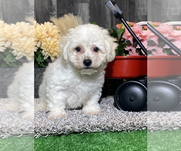 Medium Photo #1 Bichon Frise Puppy For Sale in CANOGA, NY, USA