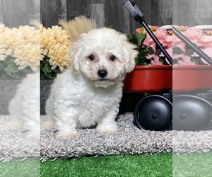 Bichon Frise Puppy for sale in CANOGA, NY, USA