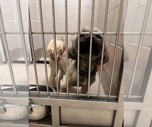 Lhasa Apso Dogs for adoption in Virginia Beach, VA, USA