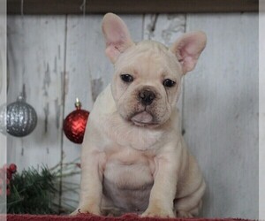 French Bulldog Puppy for sale in FREDERICKSBG, OH, USA