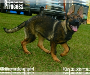 German Shepherd Dog Puppy for sale in MULBERRY, FL, USA