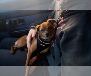 Jimothy - Male Chihuahua-Unknown Mix Dog for Adoption - Photo #2