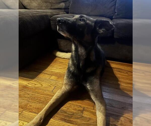 Medium Photo #1 Mutt Puppy For Sale in San Antonio, TX, USA