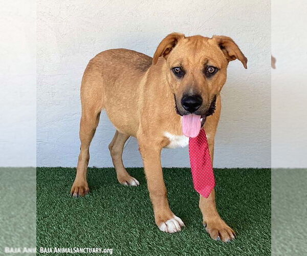 Medium Photo #3 Mutt Puppy For Sale in San Diego, CA, USA