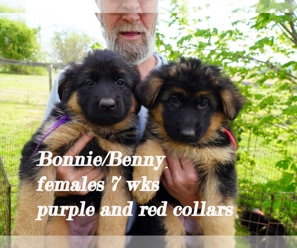 Medium Photo #23 German Shepherd Dog Puppy For Sale in CHRISNEY, IN, USA