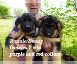 Small Photo #23 German Shepherd Dog Puppy For Sale in CHRISNEY, IN, USA