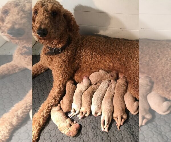 Full screen Photo #37 Poodle (Standard) Puppy For Sale in WAGENER, SC, USA