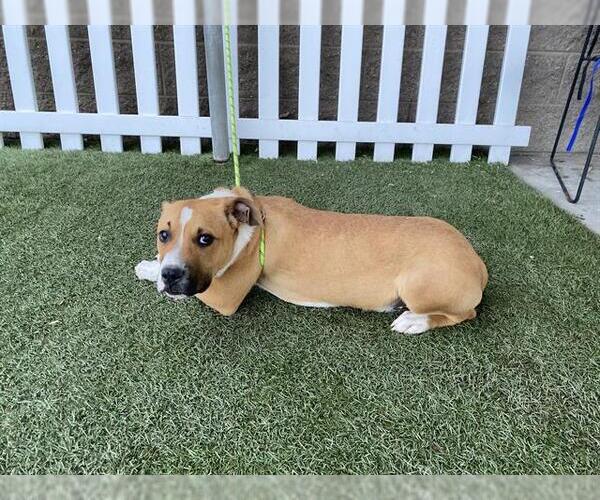 Medium Photo #1 Mutt Puppy For Sale in Modesto, CA, USA