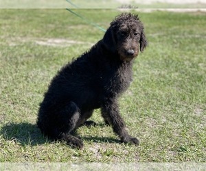 Australian Cattle Dog-Border Collie Mix Puppy for sale in LAKELAND, FL, USA