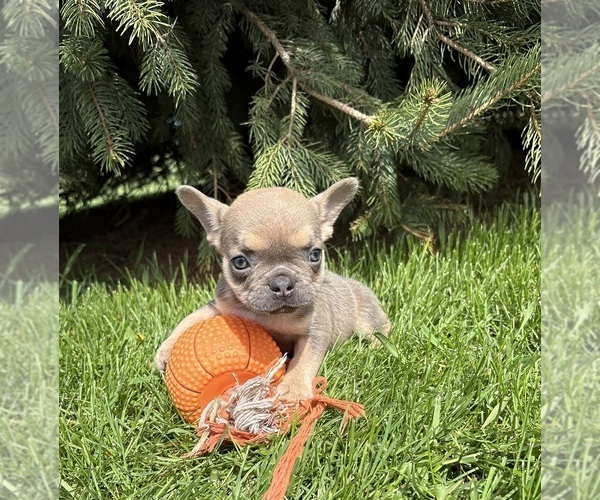 Medium Photo #4 French Bulldog Puppy For Sale in MIDDLEBURY, IN, USA