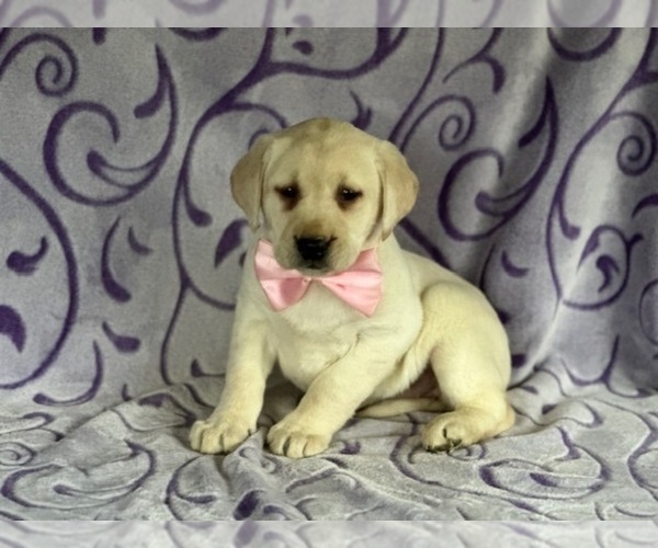 Medium Photo #2 Labrador Retriever Puppy For Sale in LANCASTER, PA, USA