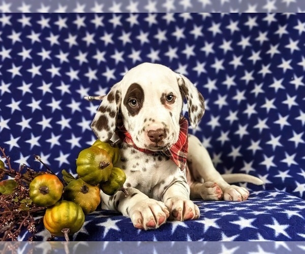 Medium Photo #6 Dalmatian Puppy For Sale in QUARRYVILLE, PA, USA