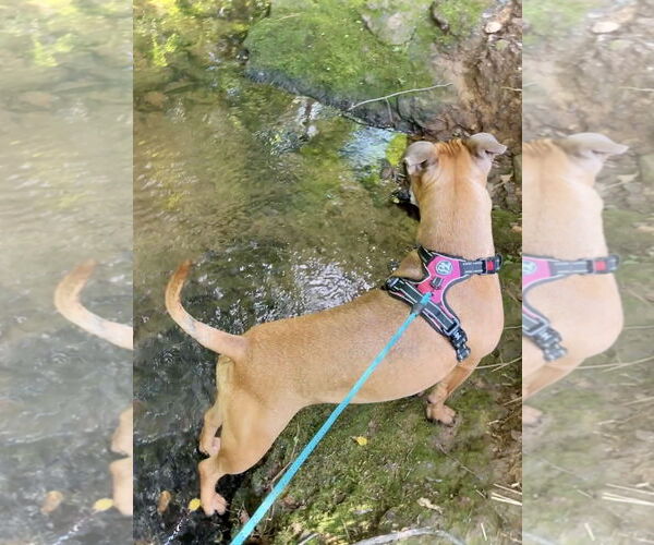 Medium Photo #27 Boxer-Unknown Mix Puppy For Sale in Holly Springs, NC, USA