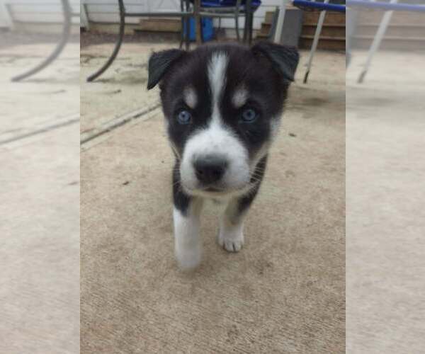 Medium Photo #2 Siberian Husky-Unknown Mix Puppy For Sale in Raleigh, NC, USA