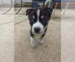 Small #1 Siberian Husky Mix