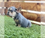 Small Photo #51 French Bulldog Puppy For Sale in MEMPHIS, TN, USA