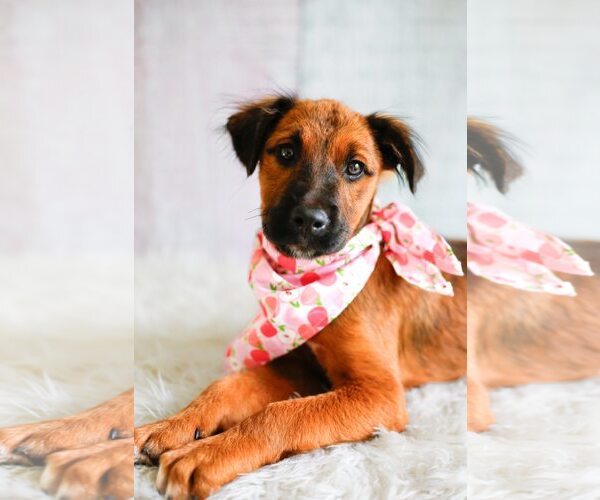 Medium Photo #1 Mutt Puppy For Sale in Greenville, SC, USA