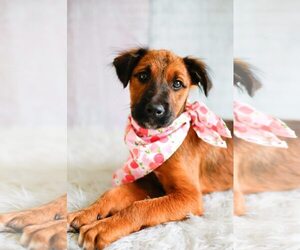 Mutt Dogs for adoption in Greenville, SC, USA