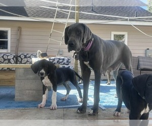 Great Dane Puppy for sale in WILLIS, TX, USA