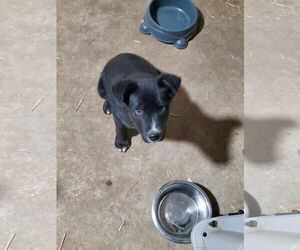 Boxer-Feist Terrier Mix Dogs for adoption in Horn Lake, MS, USA