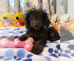 Yorkipoo puppie - Male Yorkipoo Puppy for Sale - Photo #11