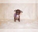 Small #7 Chihuahua